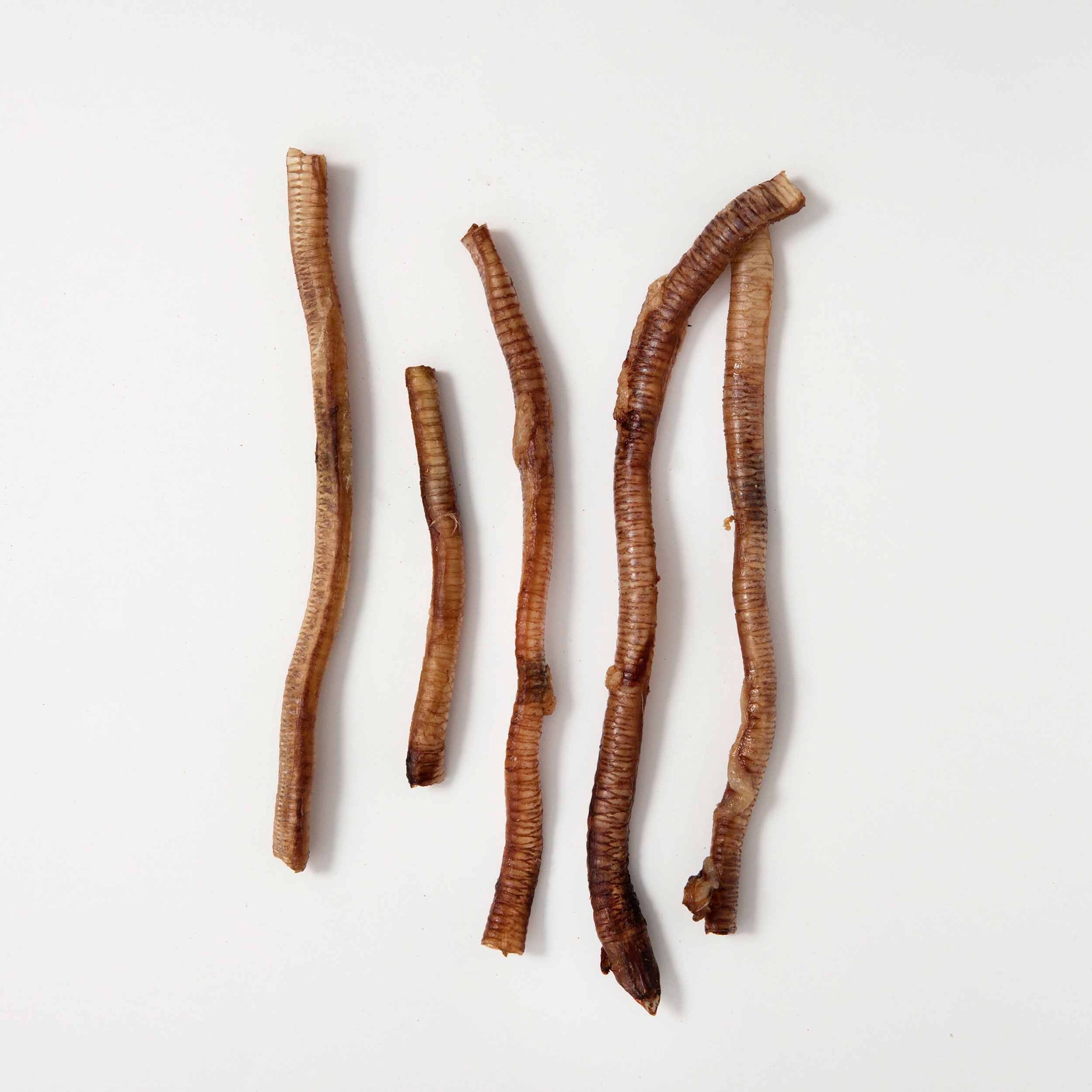 Mickey's USA Duck Trachea