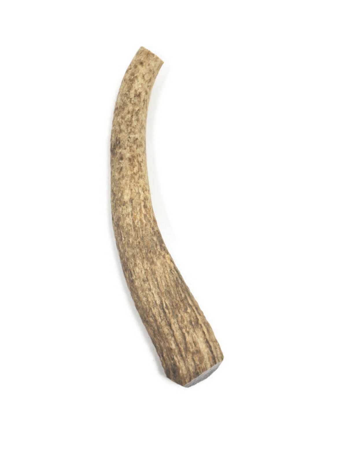 Elk Medium Whole Antler