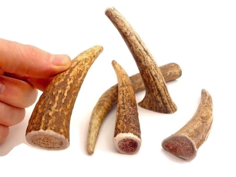 Rocky Mountain Elk Antler Small Whole