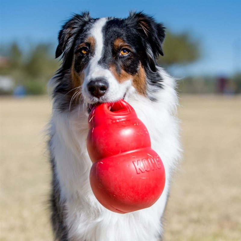 KONG Bounzer Large Dog Toy