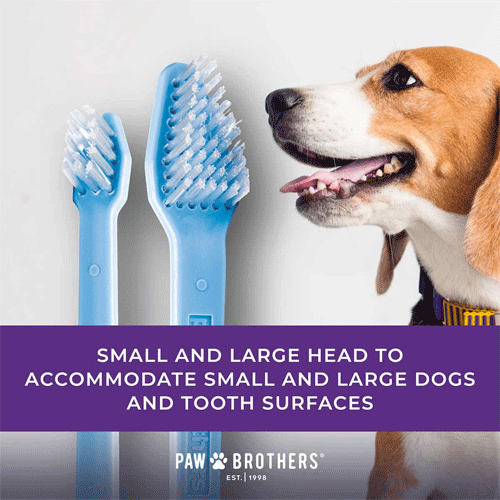 Paw Brothers Toothbrushes- Dual End Colors