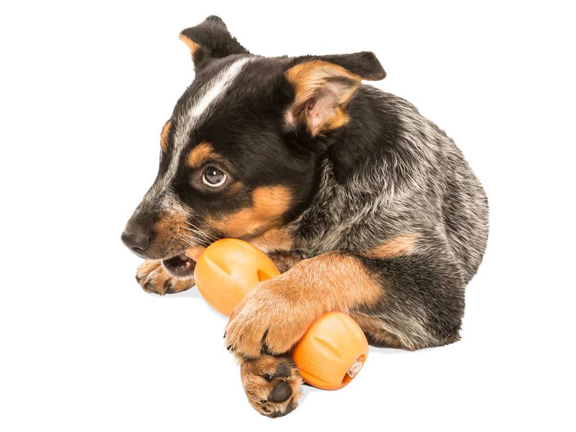 West Paw Qwizl Dog Toy