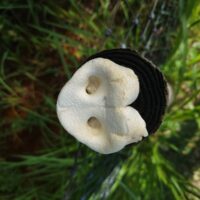Mickey's Pig Snout Dog Chew